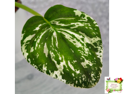 LV-Сбежавшая Невеста (Л. Шевелева) 2025 г. трейлер (клакамас пестролистный)