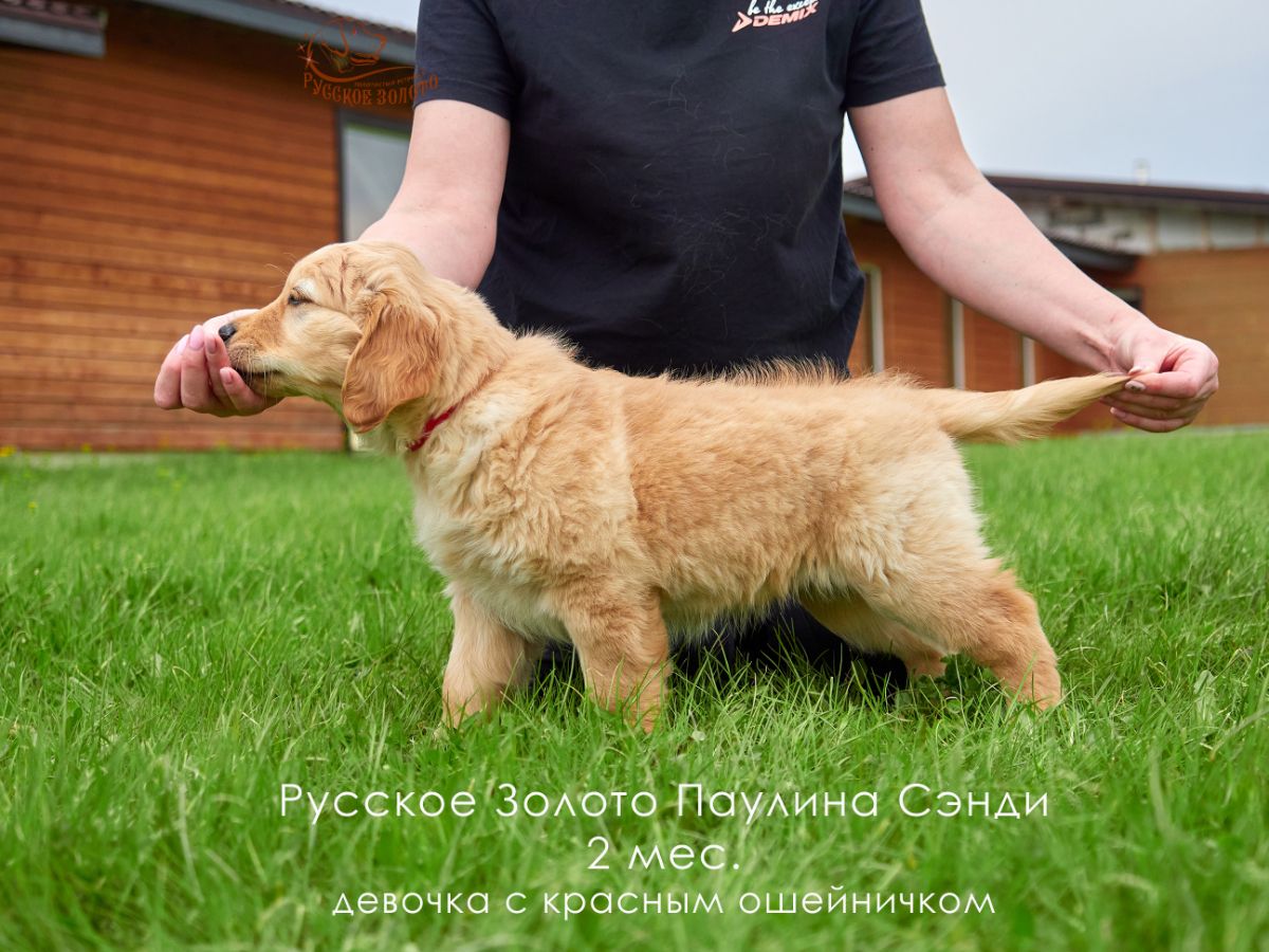 РЗ Паулина Сэнди, девочка красный ошейничек, 2 мес