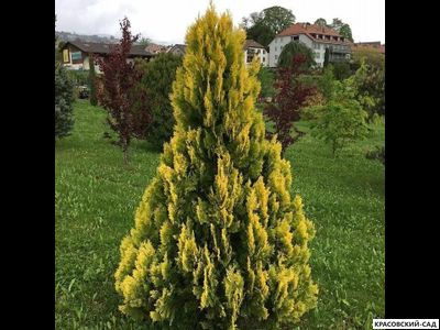 Туя Еллоу Рибон