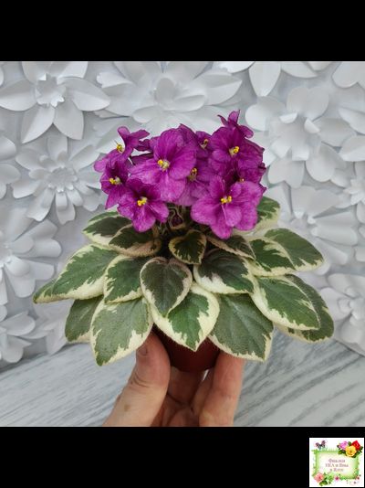 Rob's Lucky Ducky (R.Robinson) листовая химера (стартер сорт)