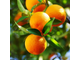 Апельсин сладкий Citrus sinensis (цедра) Египет, 5 мл - 100% натуральное эфирное масло