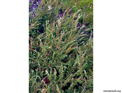 Можжевельник обыкновенный Спотти Спридер - Spotty Spreader