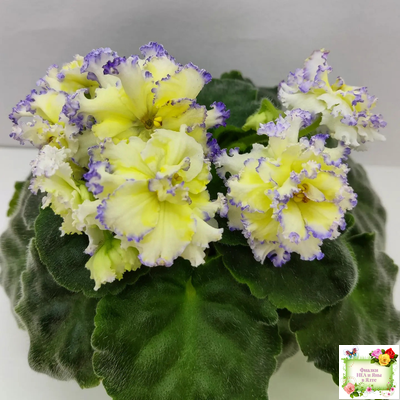 ЛЕ-Золото Нибелунгов (Е. Лебецкая) 2017 г.