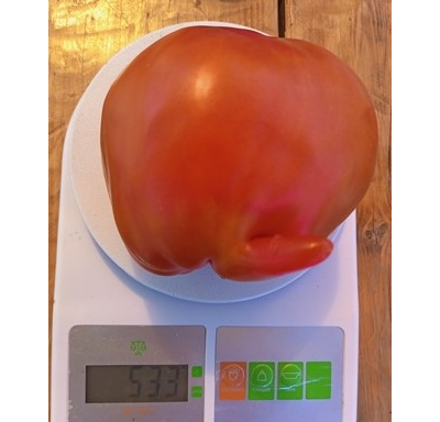 Томат Баклажан