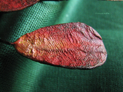 Ветроворот Вечности. Эффектная крупная брошь в стиле сериала "Рейвенсвуд"