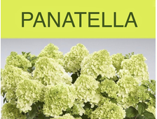 Гортензия метельчатая Панателла (Panatella), 3 л. ЗКС