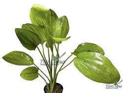 Эхинодорус Ред Мистери (горшок)