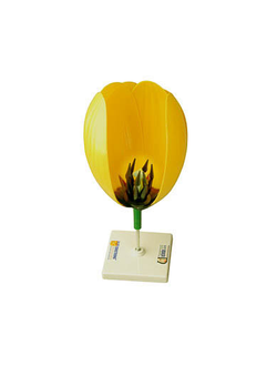 Модель цветка тюльпана