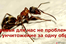 фото уничтожение  муравьев