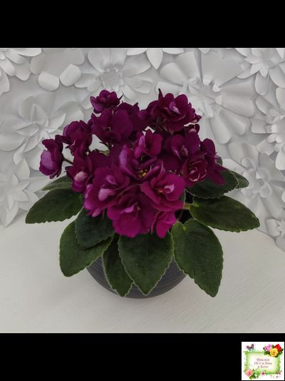 Precious Red (H. Pittman) (9724) 01/15/2007