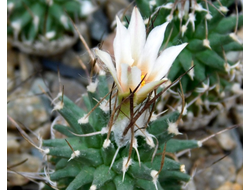 Turbinicarpus gracilis - 5 семян