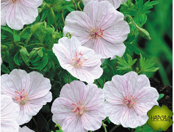 ГЕРАНЬ "ПИНК ПУФ" (ВЫСОТА 20 СМ)