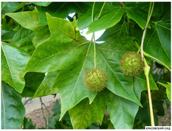 Платан кленолистный - Acerifolia