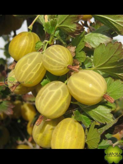 Крыжовник "Юбилейный" (очень вкусный! Сладкий насыщенный вкус)