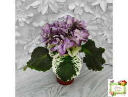 Nik-Магический Туман (Н. булко) 2024 г.