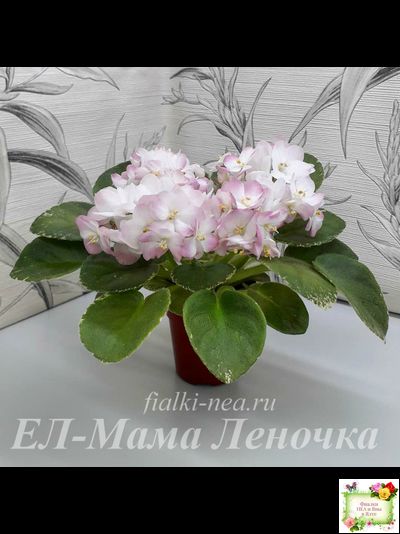 ЕЛ-Мама Леночка (Л. Еременко) (сортовой стартер)