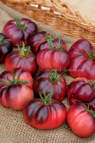 Томат Пленительный Аметист, 10 шт