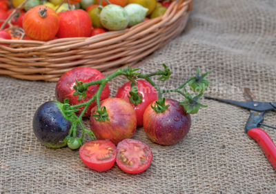 Томат Dwarf Gondwana Lightning (Гном Гондвана Молния), 10 шт