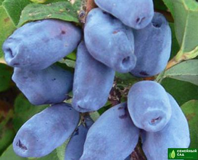 Жимолость &quot;Зингри&quot;