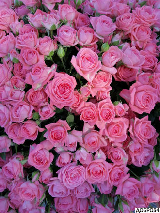 Корзина из 101 Кустовой Розы Чудеса фото4