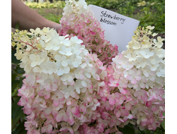 Гортензия метельчатая Строуберри Блоссом