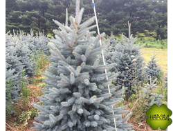 Ель ГОЛУБАЯ "БЕБИ БЛЮ АЙС" (вырастает до 2,5 м, саженец 30-40 см)