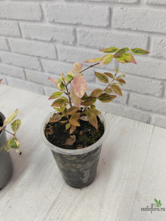Abelia "Kaleidoscope"/ абелия вариегатная