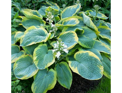 Хоста Фрэнсис Вильямс (FRANCES WILLIAMS)