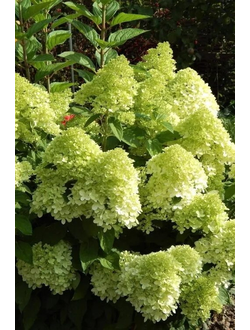 Гортензия метельчатая Panatella