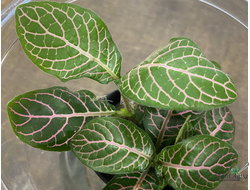 Фиттония розовая (горшок)