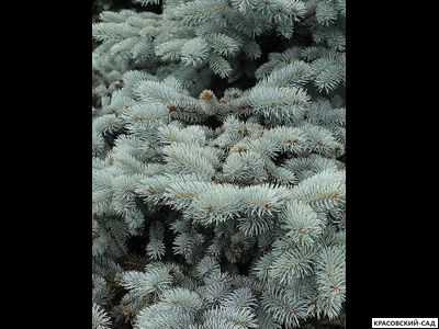 Ель колючая Ольденбург