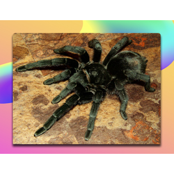 ХЕЛИЦЕРОВЫЕ