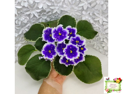 МТ-Магический Фонарик (М. Тотиева) 2023 г.