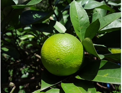Мандарин зеленый (Citrus reticulata) Грузия, 5 мл - 100% натуральное эфирное масло