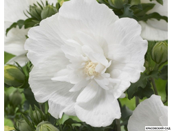 Гибискус Вайт Шифон - White Chiffon