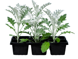 СЕРЕБРЯННАЯ ПЫЛЬ 6ШТ