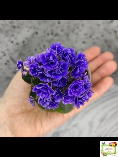 Blue Scoundrel micromini (P.Sorano/LLG) (Блю Ска́ндрел) микроминиатюра