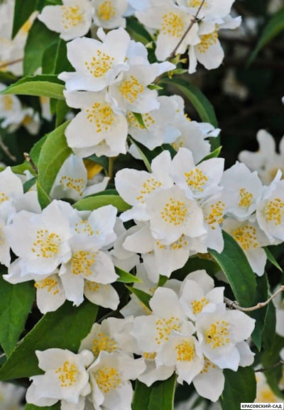 Чубушник гибридный Rosace - фото крупным планом - красовский-сад.рф