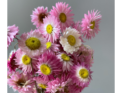 Акроклинум