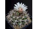 Gymnocalycium ferocior STO 94-866 ? (D=20-25мм)