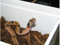 Китайский бамбуковый полоз (Elaphe porphyracea vaillanti)