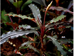 Буцефаландра velvet (горшок)