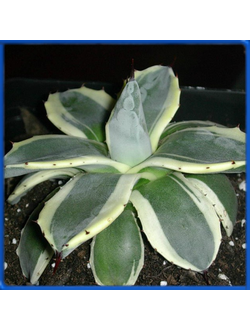 Agave patonii cv. variegata marginata