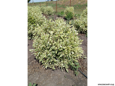 Дерен белый Элегантиссима фото в ландшафте красовский-сад.рф