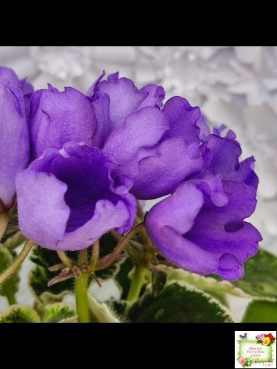 КНН-Крокус (Н. Куриленко) 2022 г. (лист с детками посажен 23.07.25)