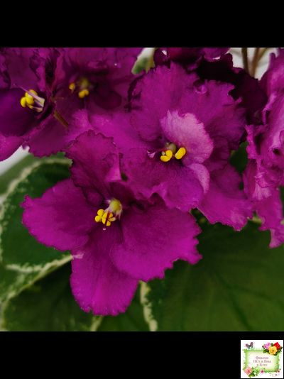 ЛЕ-Адреналин (Е. Лебецкая) 2020 г.