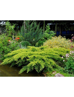 Можжевельник средний «Голд Стар» Р10