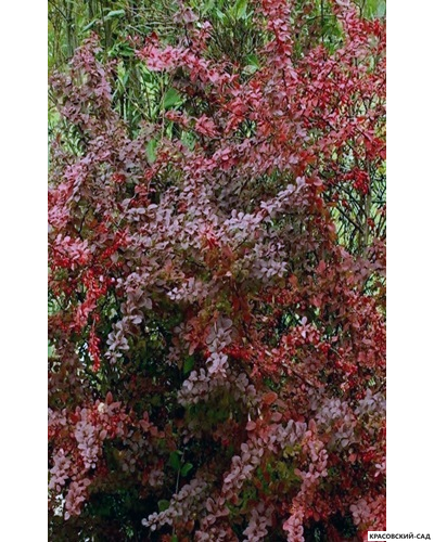 Барбарис Тунберга Голден ринг - фото в саду - красовский-сад.рф