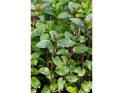 Мята Шоколад