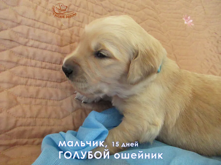 Мальчик с голубым ошейничком, 15 дней